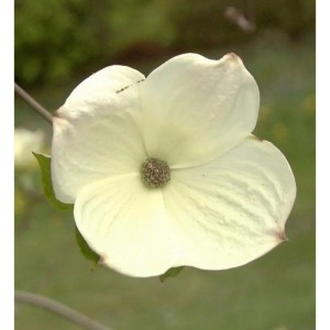 Nahaufnahme einer einzelnen, weißen Blüte des Blüten-Hartriegels 'White Wonder'.
