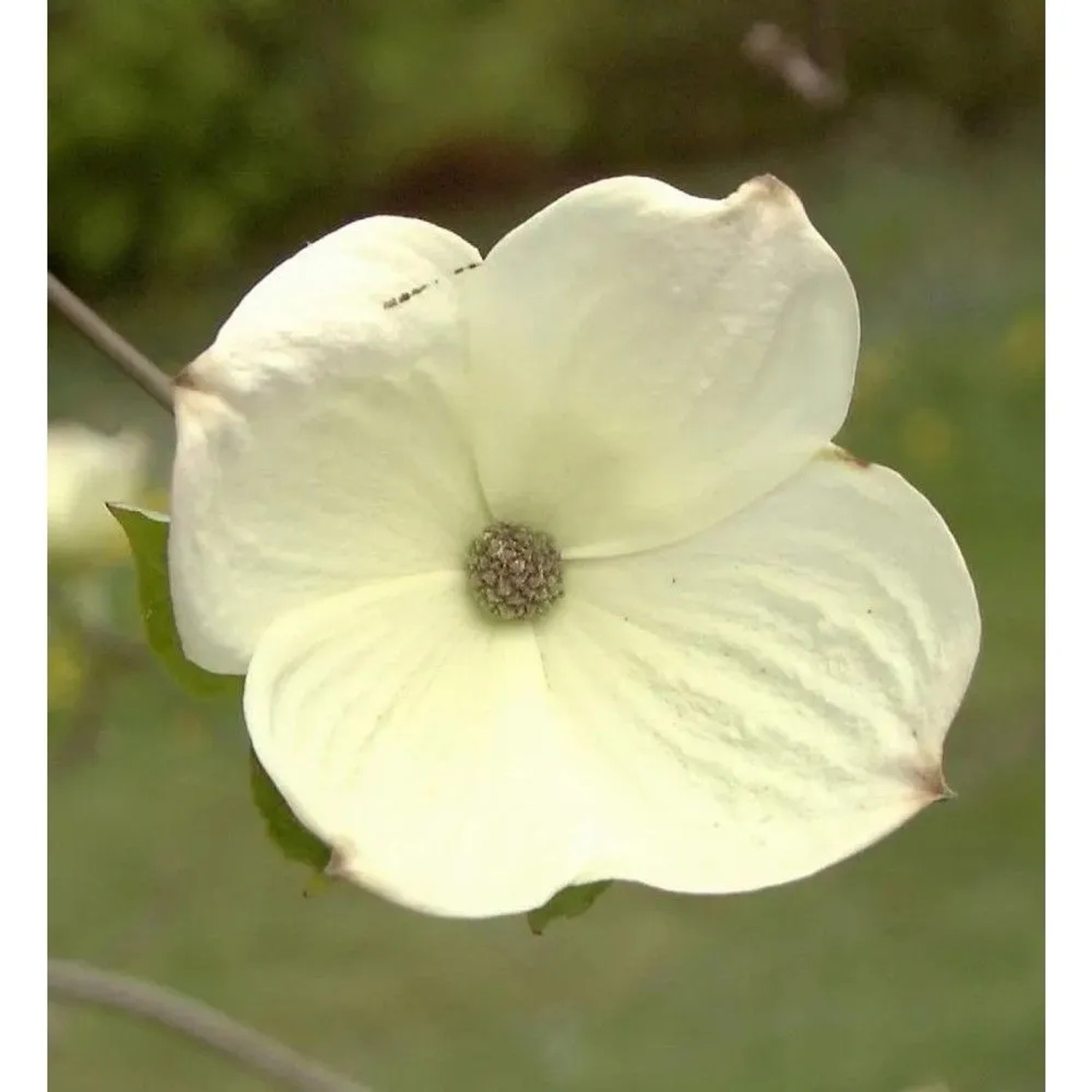Blüten Hartriegel White Wonder 60-80cm - Cornus