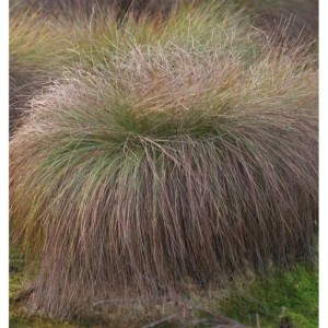 Bronze Segge (Carex comans) mit überhängendem Wuchs im Garten.