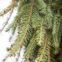 Detailaufnahme der Hänge-Fichte (Picea Abies Inversa) mit grünen Nadeln. Hausbaum für den Garten.