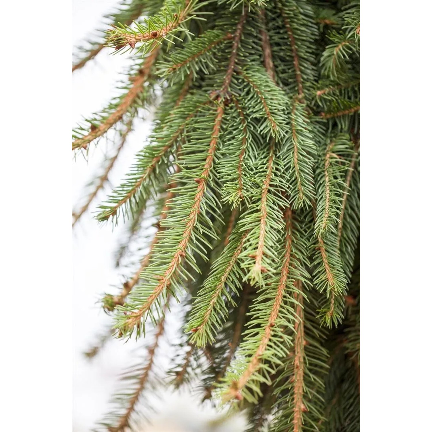 Detailaufnahme der Hänge-Fichte (Picea Abies Inversa) mit grünen Nadeln. Hausbaum für den Garten.