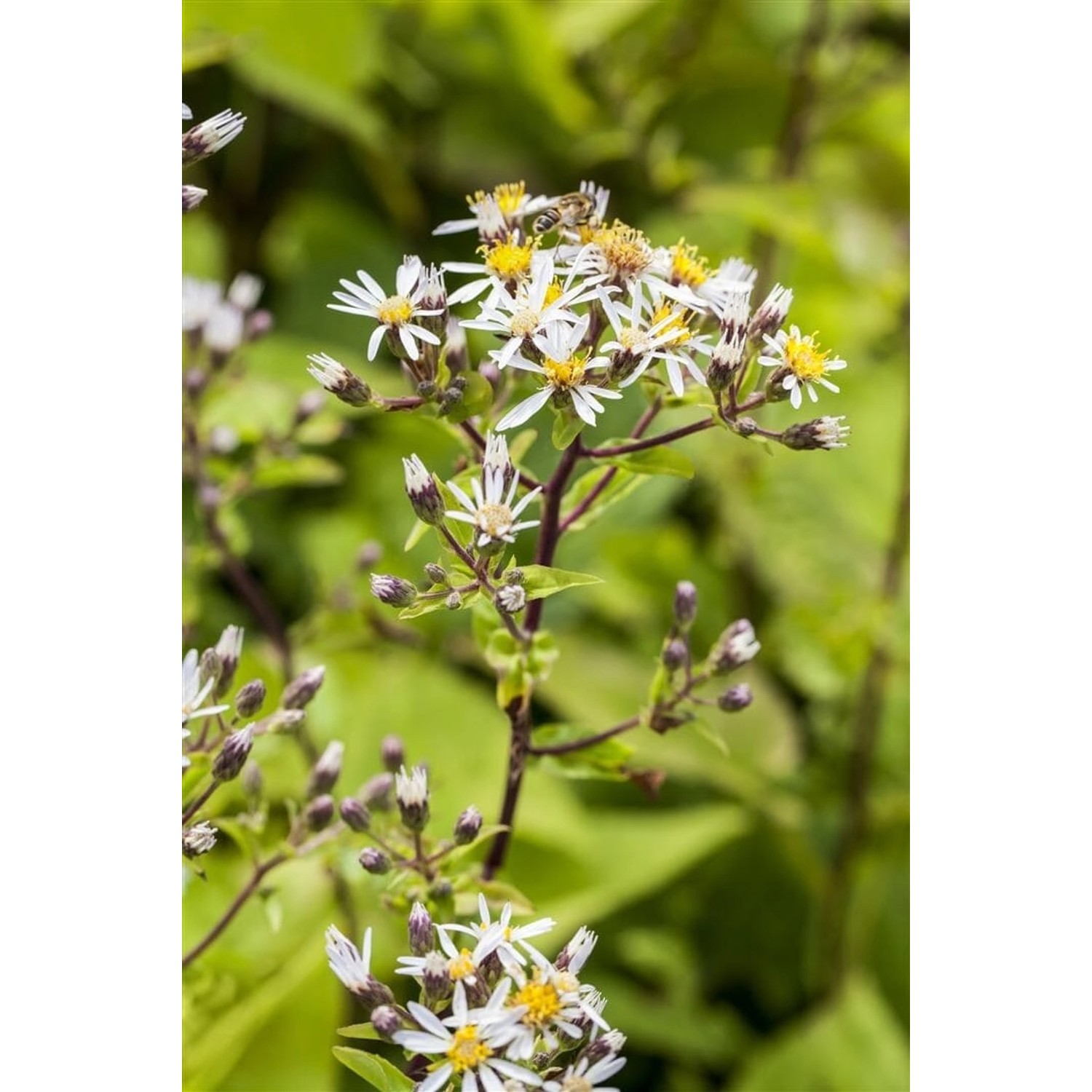 Aster Divaricatus Weißer Waldaster Ca. 9x9 cm Topf günstig online kaufen