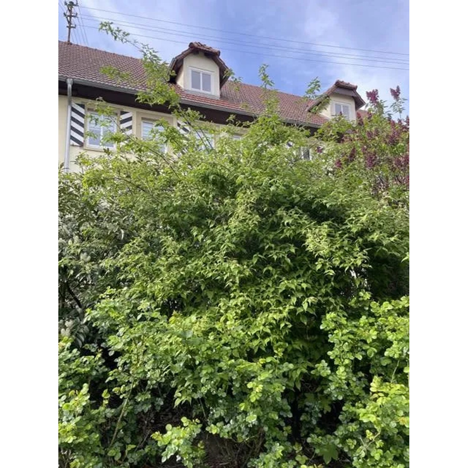 Üppiger Baumfink Perlmuttstrauch (40-60cm) als Topfpflanze im Garten.