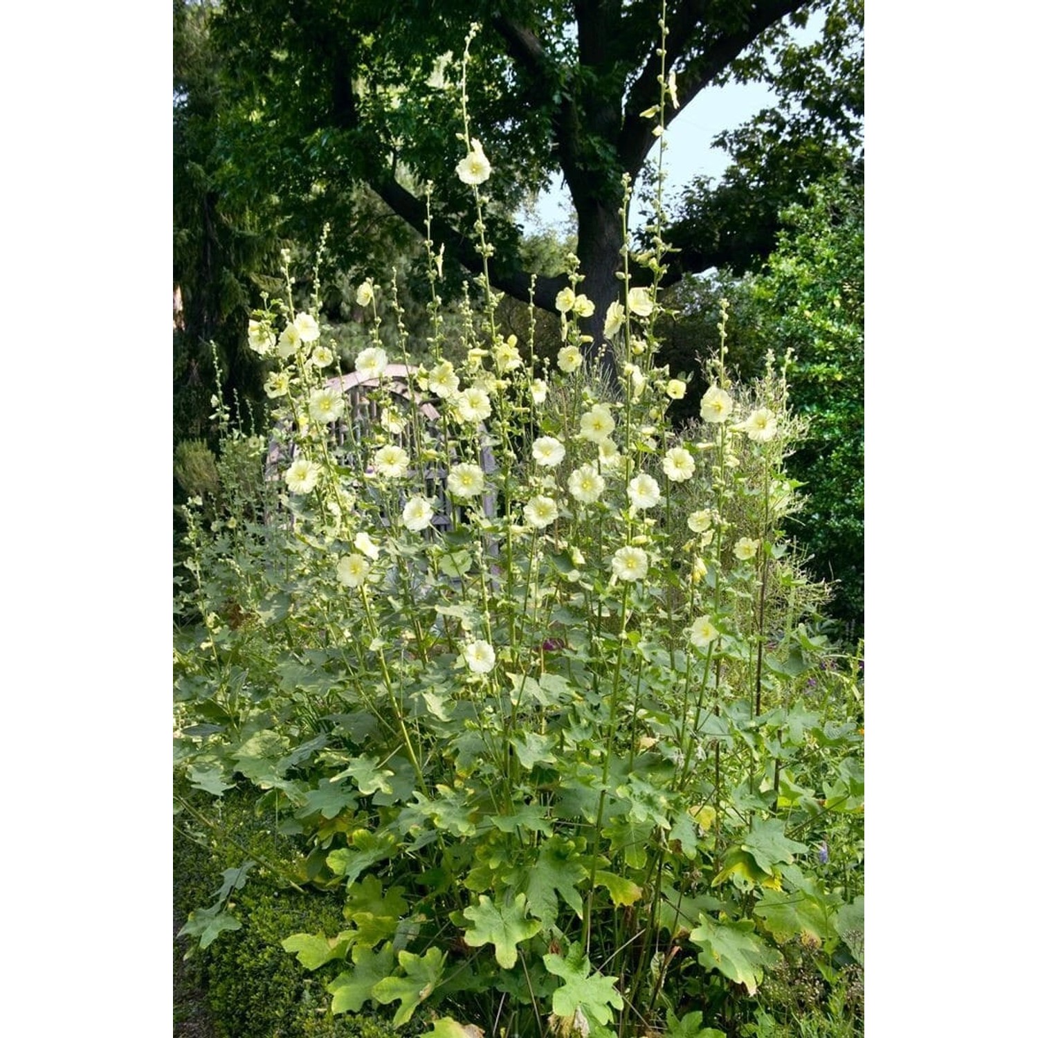 Alcea Rugosa Gelbe Stockrose Ca. 9x9 cm Topf günstig online kaufen