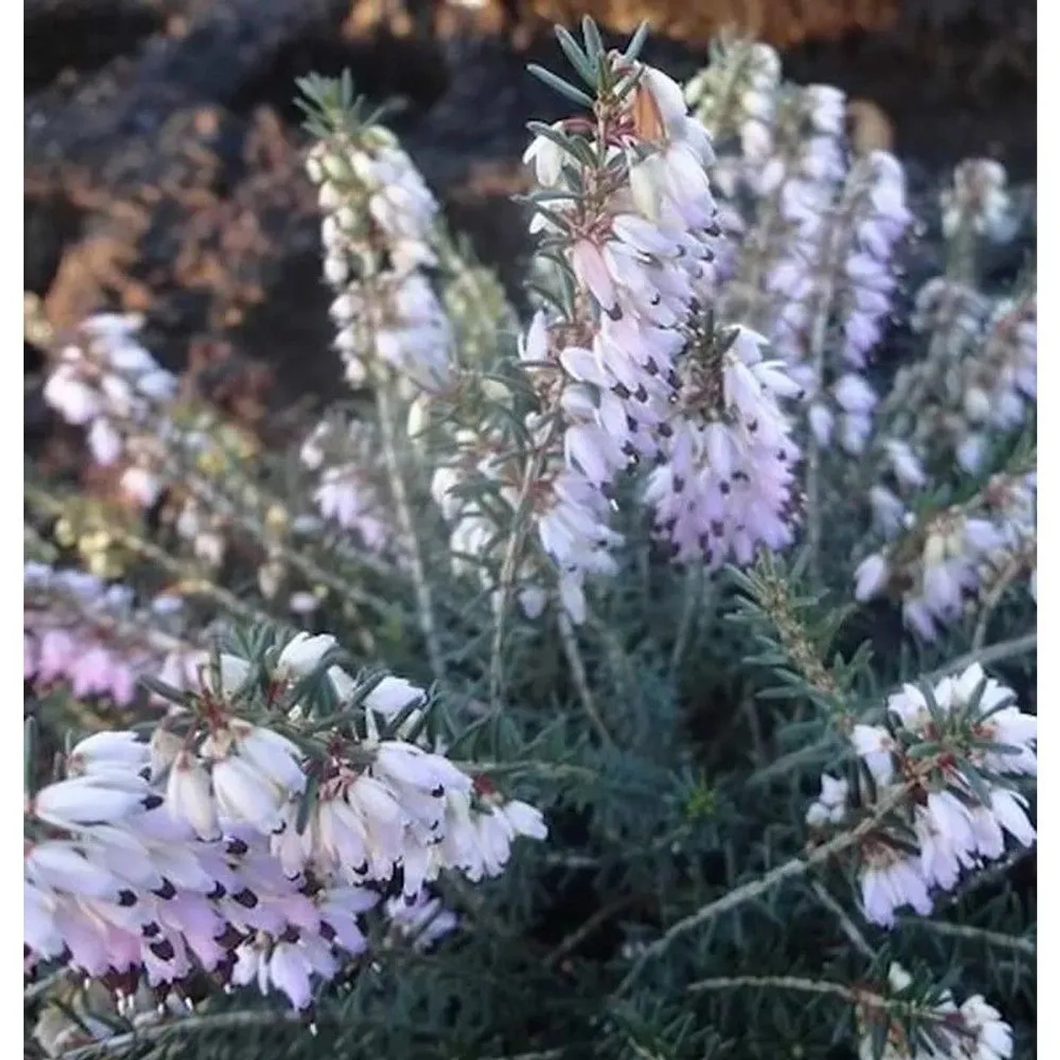 10x Winterheide Rosario - Erica carnea