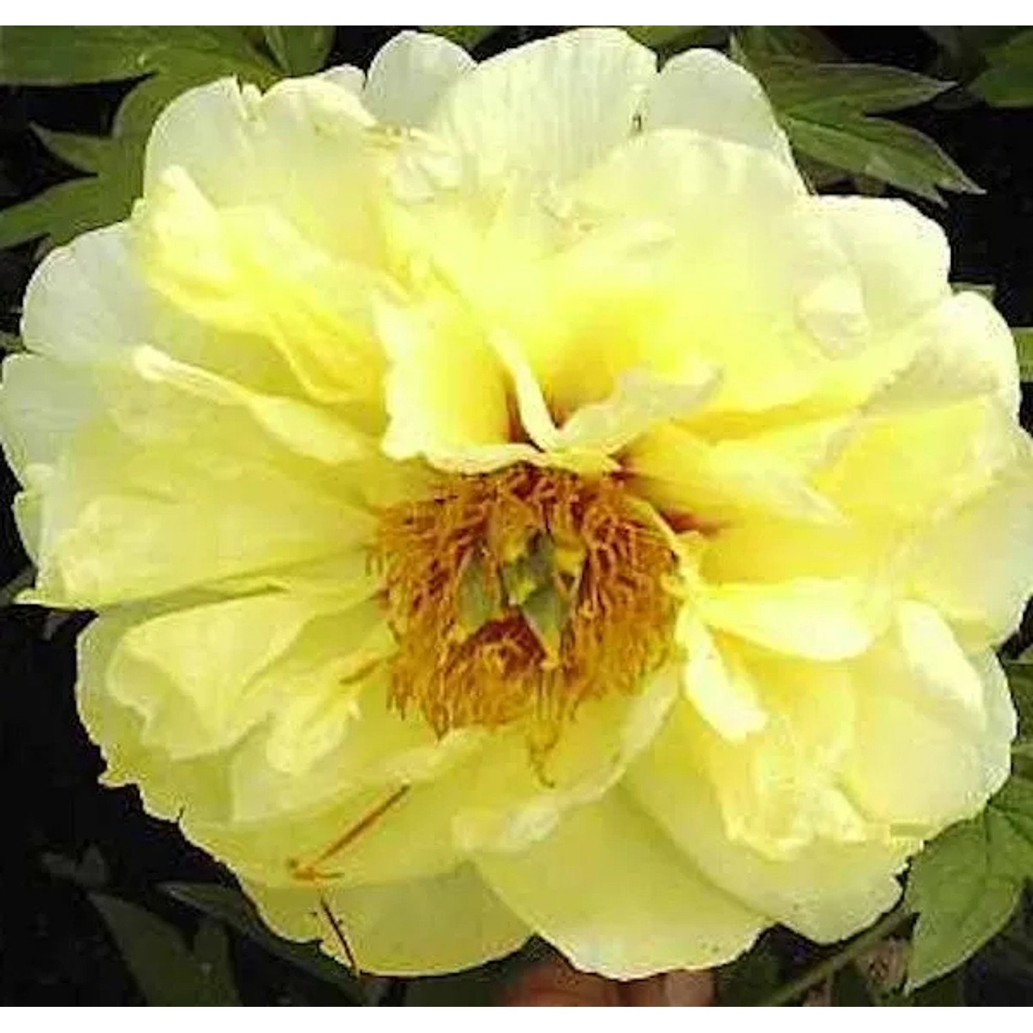 Strauchpfingstrose High Noon - Paeonia suffruticosa