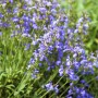 Blühender Spanischer Salbei (Salvia Lavandulifolia) im 9x9 cm Topf. Die Staude hat lavendelblaue Blüten.