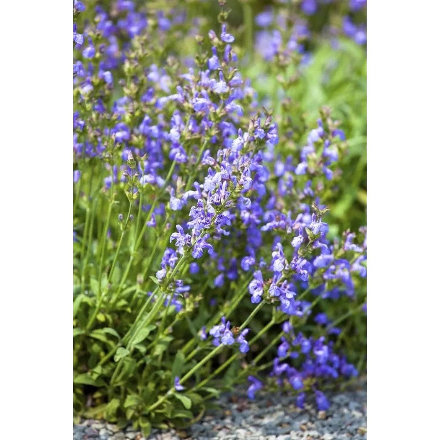 Blühender Spanischer Salbei (Salvia Lavandulifolia) im 9x9 cm Topf. Die Staude hat lavendelblaue Blüten.