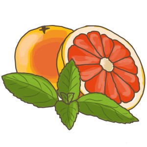 Illustration: Grapefruit und Grapefruitminze, eine aromatische Küchenkräuter-Sorte.