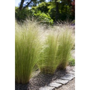 Stipa Tenuissima Ponytails Federgras im 9x9 cm Topf. Ziergras mit filigranen Halmen im Garten.