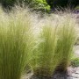 Stipa Tenuissima Ponytails Federgras im 9x9 cm Topf. Ziergras mit filigranen Halmen im Garten.