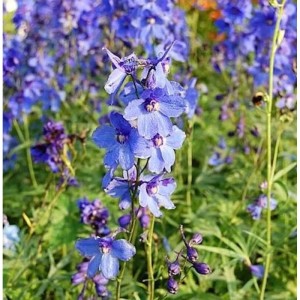 Blühender Rittersporn Bellamosum (Delphinium belladonna) im Garten.