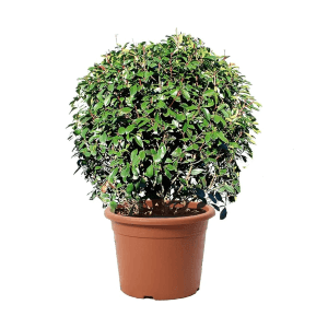 KENTIS Photinia × Fraseri Red Robin Sphere H 70/80 cm Topf Ø 30 cm