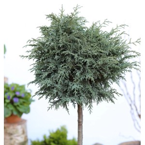 Hochstamm Kissenzypresse Caesia, 40-60cm, Chamaecyparis lawsoniana, Zierstrauch mit runder Krone.