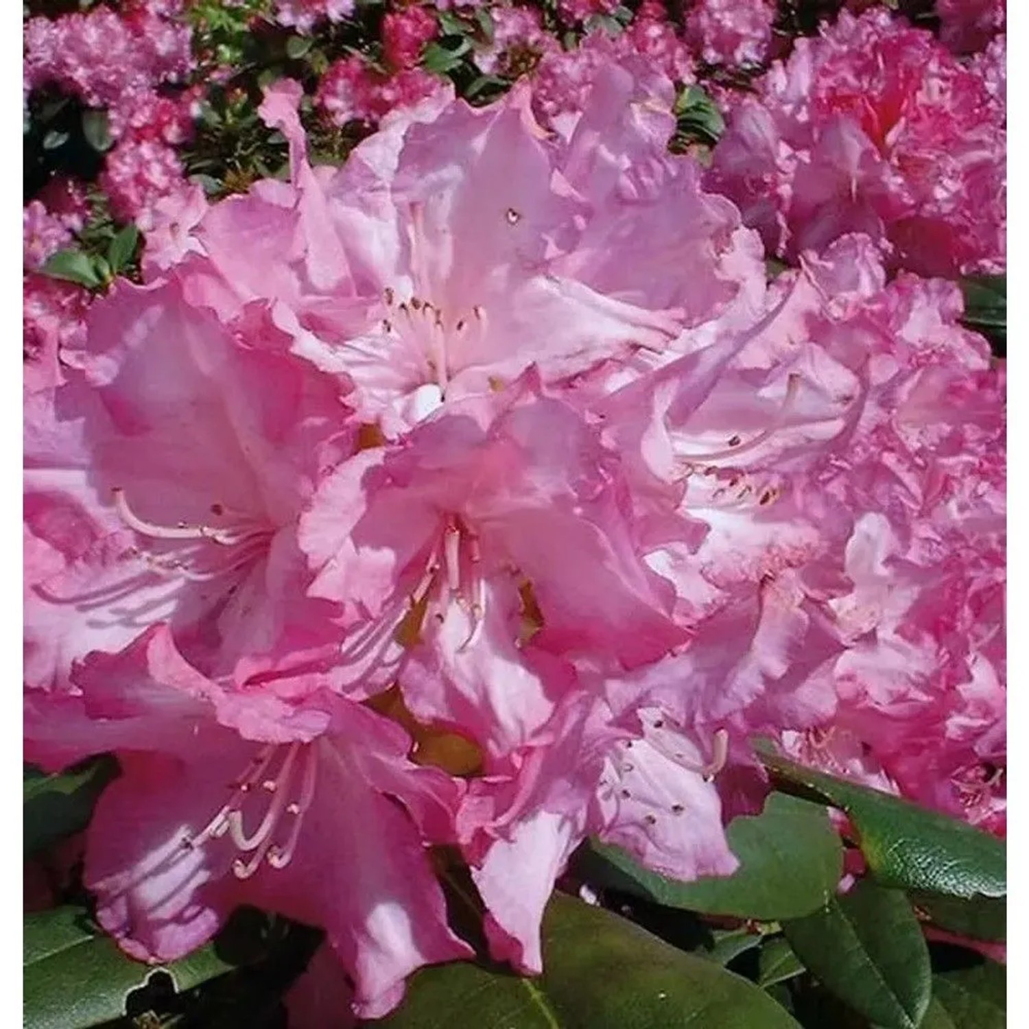 Rhododendron Blurettia 25-30cm - Alpenrose