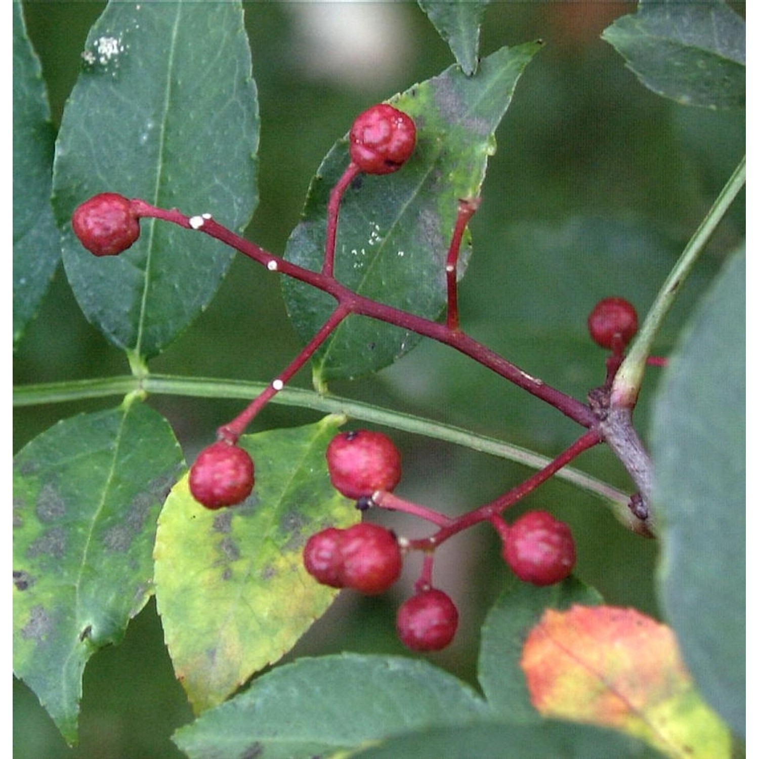 Pfefferstrauch 100-125cm - Zanthoxylum simulans günstig online kaufen