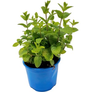 Bio Minze im blauen Topf, Durchmesser ca. 15 cm. Küchenkräuter für Tee und Speisen.