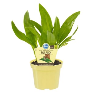 Bio Bärlauch Pflanze im Topf: Aromatische Kräuterpflanze Allium Ursinum für Garten und Küche.