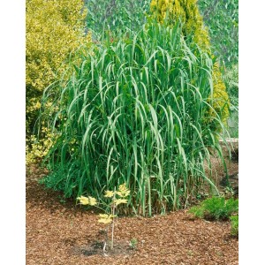 Foto von Miscanthus Giganteus Aksel Olsen Chinaschilf im Garten, grüne Halme.