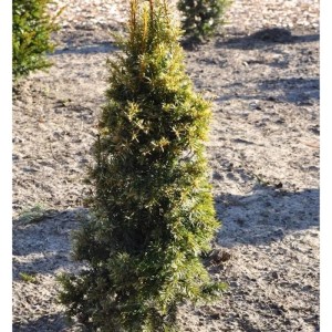 Gelbe Eibe (Taxus baccata Aurea), 20-25 cm, buschiger Strauch mit gelben Trieben.