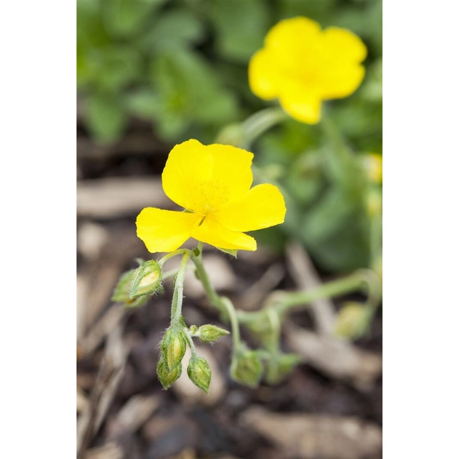 Helianthemum X Cult. Sterntaler Sonnenröschen Ca. 9x9 cm Topf günstig online kaufen