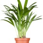 Goldfruchtpalme (Areca) im Topf, grüne Zimmerpflanze für ein tropisches Flair.