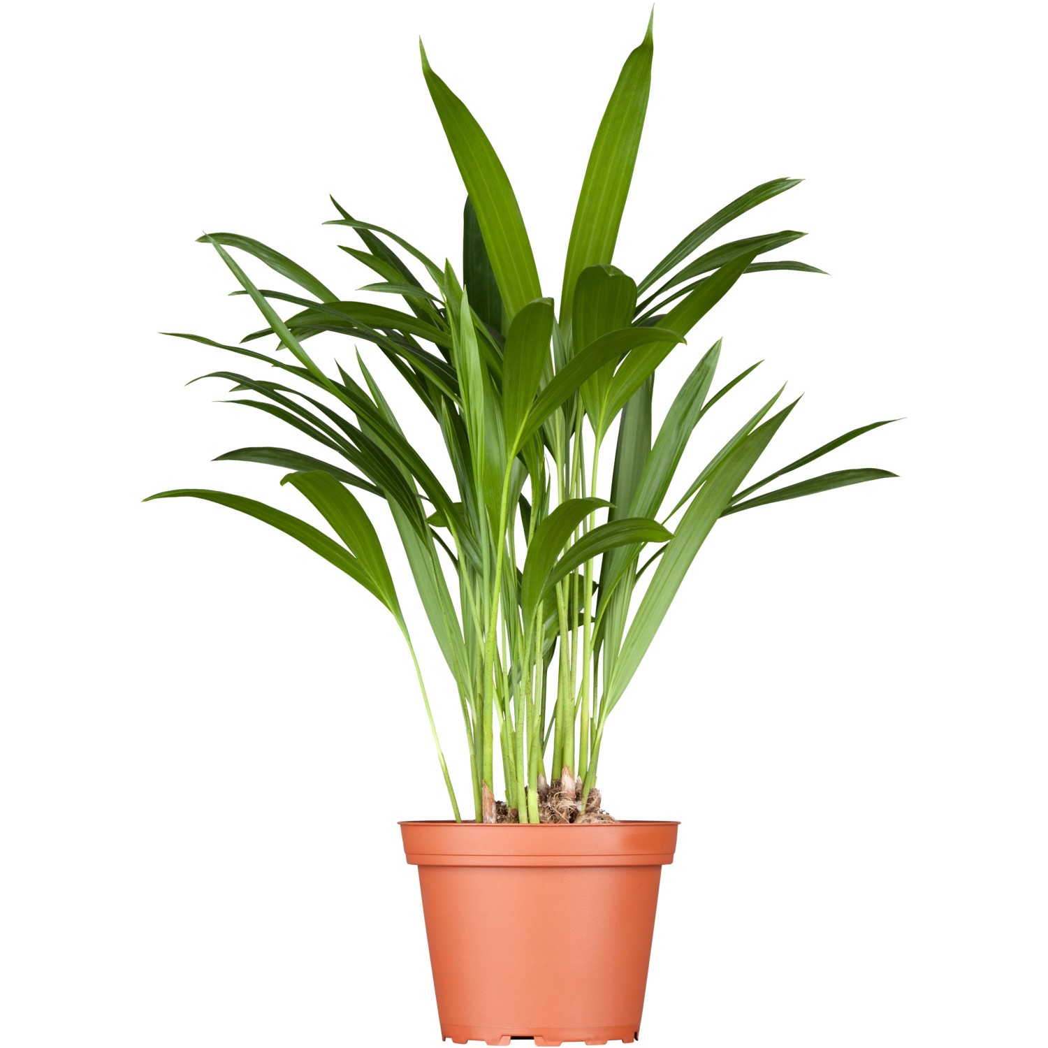 Goldfruchtpalme Höhe ca. 60 - 80 cm Topf-Ø ca. 17 cm Areca Dypsis lutescens günstig online kaufen