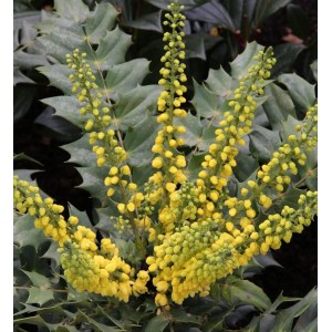 Mahonie Winter Sun 100-125cm - Mahonia media
