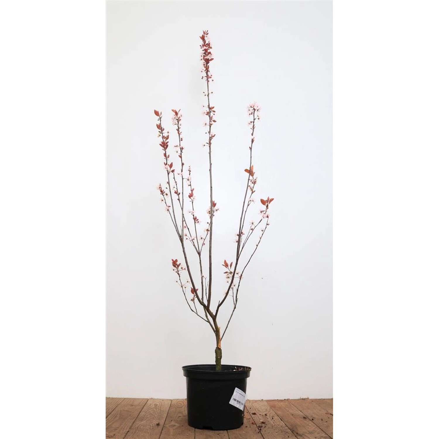 Prunus Cerasifera Nigra Blutpflaume Dunkelrot 40–60 cm günstig online kaufen