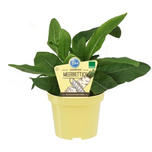 Blu Bio-Meerrettich im Topf (Ø 15cm) mit grünen Blättern. Scharf-würzige Gemüseart für Garten und Küche.
