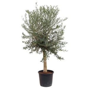 Hochstämmiger Olivenbaum (Olea Europaea), 170 cm, im Topf. Winterhart bis -18°C.