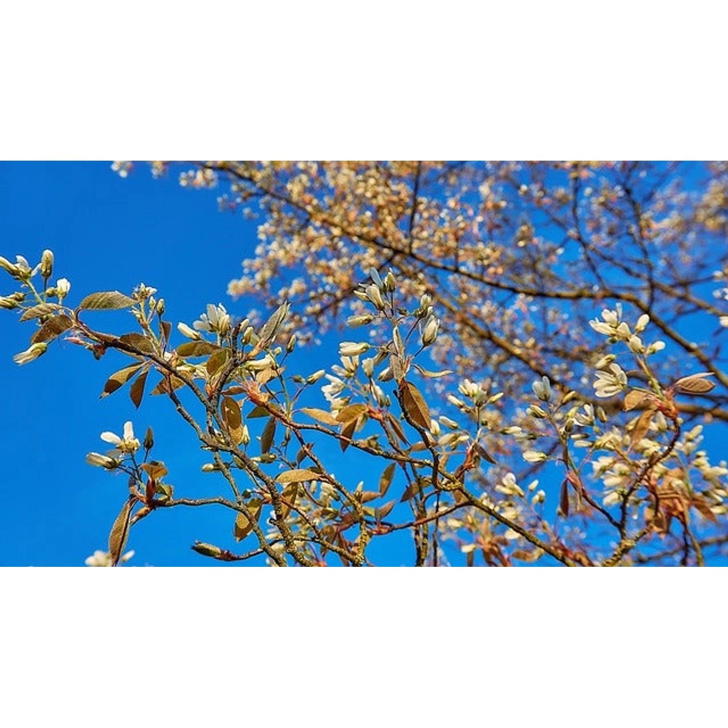 Blühende Baumfink (Amelanchier lamarckii) Topfpflanze mit weißen Blüten vor blauem Himmel.