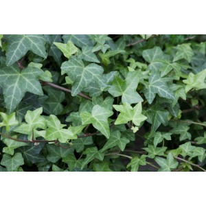 Immergrüner Efeu 'Woerner' (Hedera Helix) mit typischen, dunkelgrünen Blättern. Kletterpflanze für Garten und Fassade.