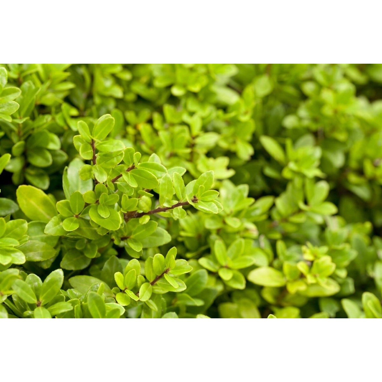 Ilex crenata 'Dark Star' 60-80 cm günstig online kaufen