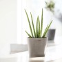 Ecopots Amsterdam Mini Pflanztopf, taupe, 17x14,9 cm, mit Aloe Vera Pflanze.
