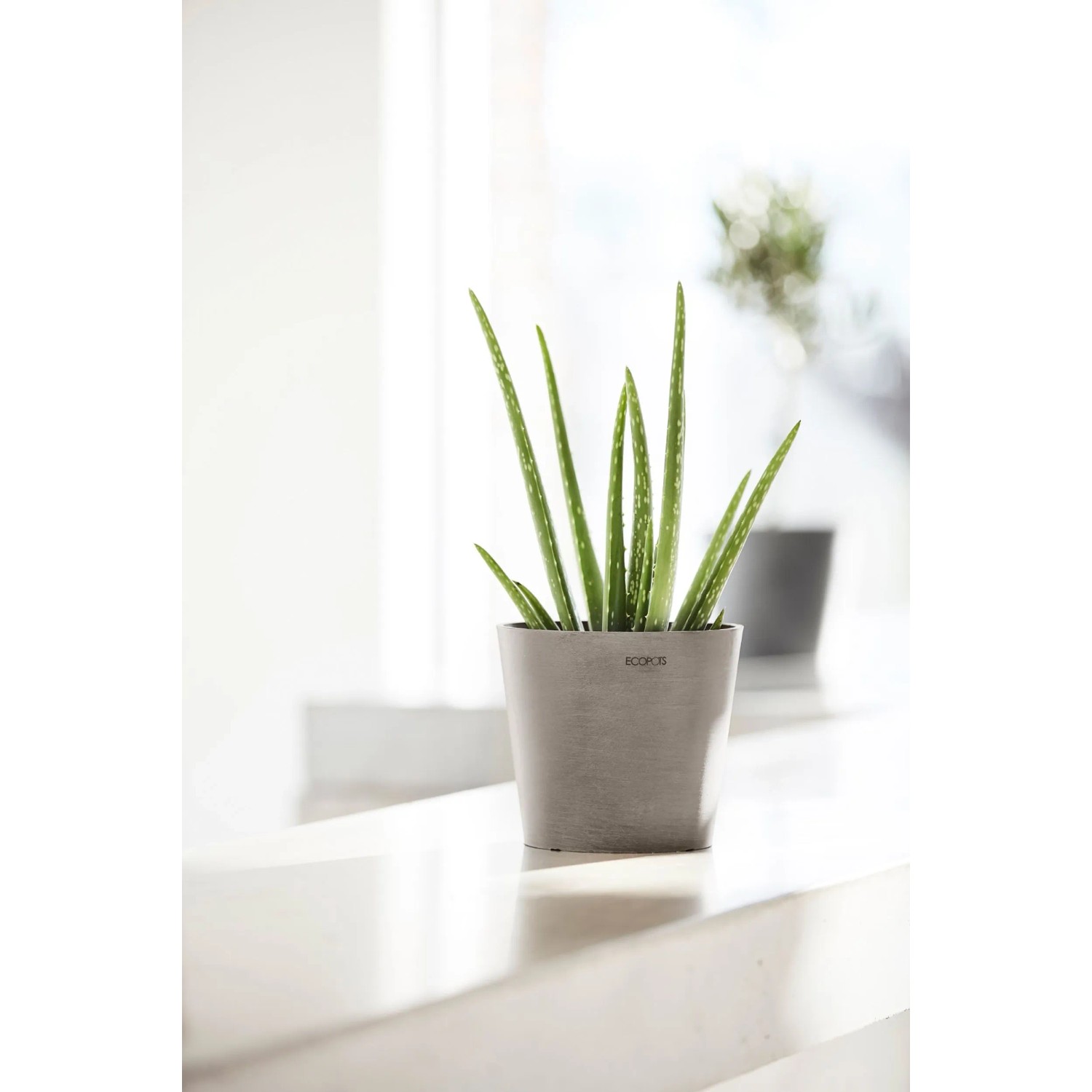 Ecopots Amsterdam Mini Pflanztopf, taupe, 17x14,9 cm, mit Aloe Vera Pflanze.