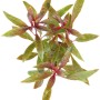 Dennerle Plants Aquariumpflanze Ludwigia Glandulosa mit rot-grünen Blättern.