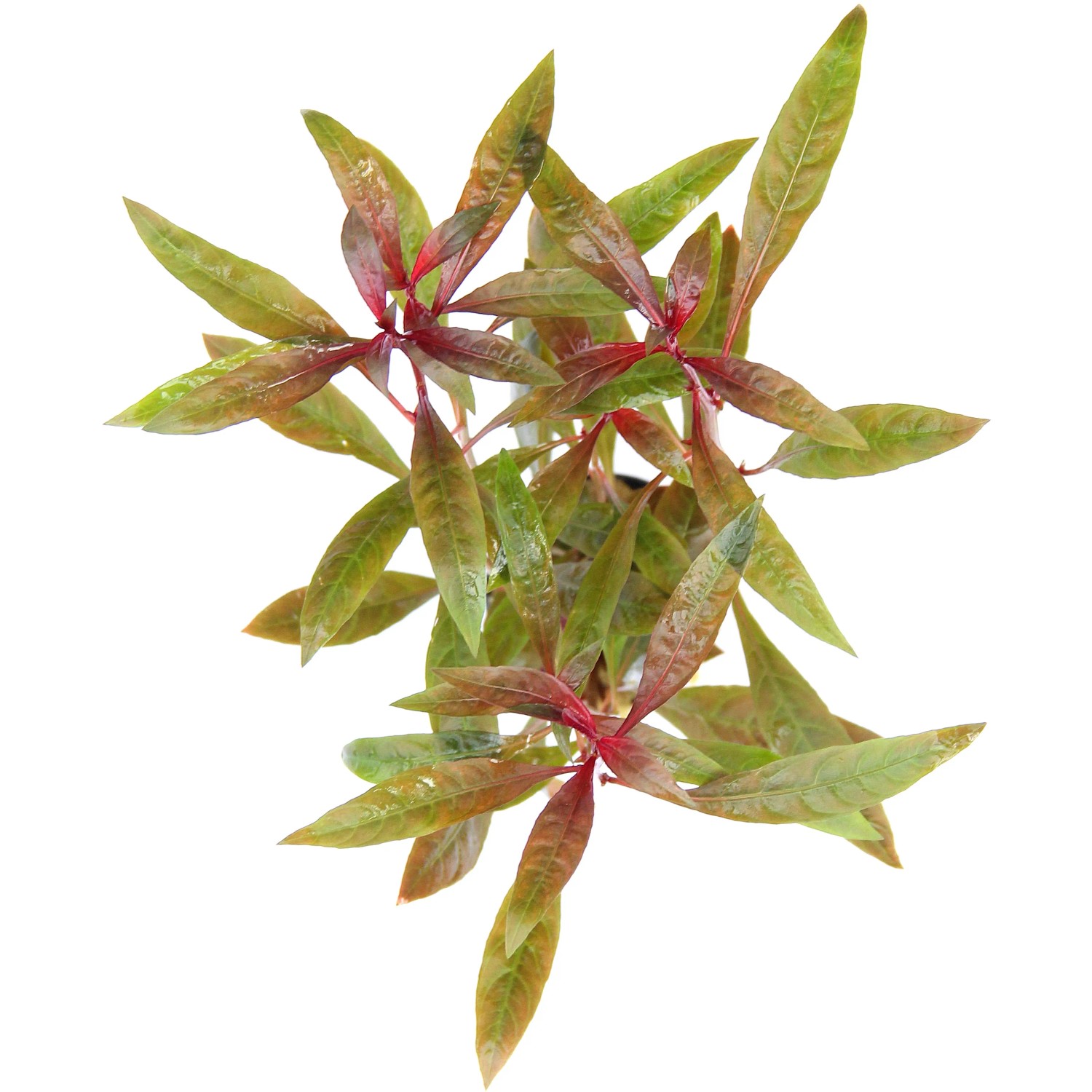 Dennerle Plants Aquariumpflanze Ludwigia Glandulosa mit rot-grünen Blättern.