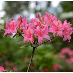 Blühender Rhododendron Pennsylvania, rosa Blüten, ca. 40-50cm hoch.