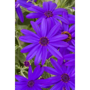 Nahaufnahme des Greiskrauts 'Senetti Deep Blue' mit intensiv blauen Blüten, ideal für die Frühjahrsbepflanzung.