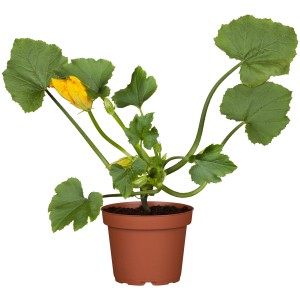 Kiepenkerl Zucchini Leila Grün im Topf mit gelber Blüte und grünen Blättern.