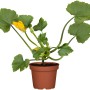 Kiepenkerl Zucchini Leila Grün im Topf mit gelber Blüte und grünen Blättern.
