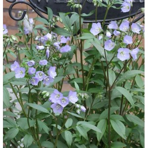 Jakobsleiter (Polemonium reptans) Staude mit zarten, hellblauen Blüten und grünen Blättern.