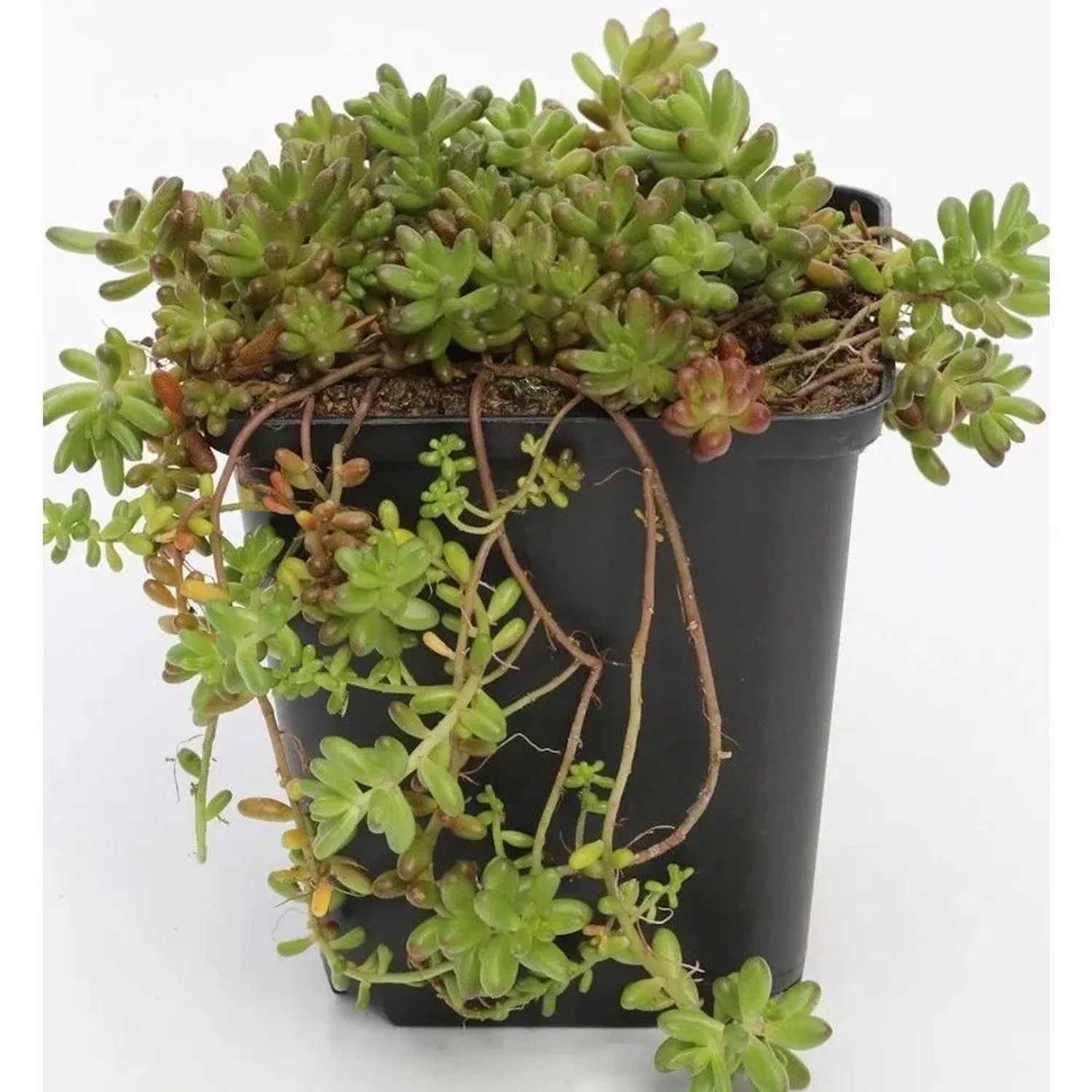 Niedriger Weißer Mauerpfeffer Micranthum Chloroticum - Sedum album