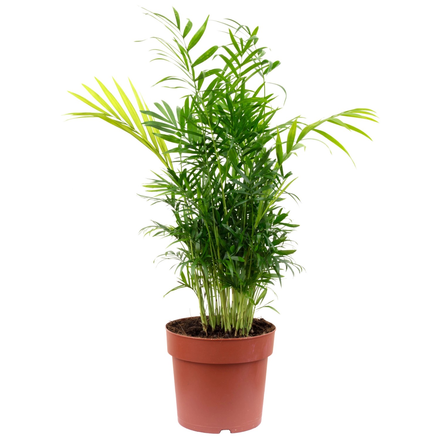 Value Greens 2er-Set Bergpalme Chamaedorea  Tropische Zimmerpflanze  Pflege günstig online kaufen