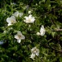 Gartenjasmin Belle Etoile mit weißen Blüten und grünen Blättern.
