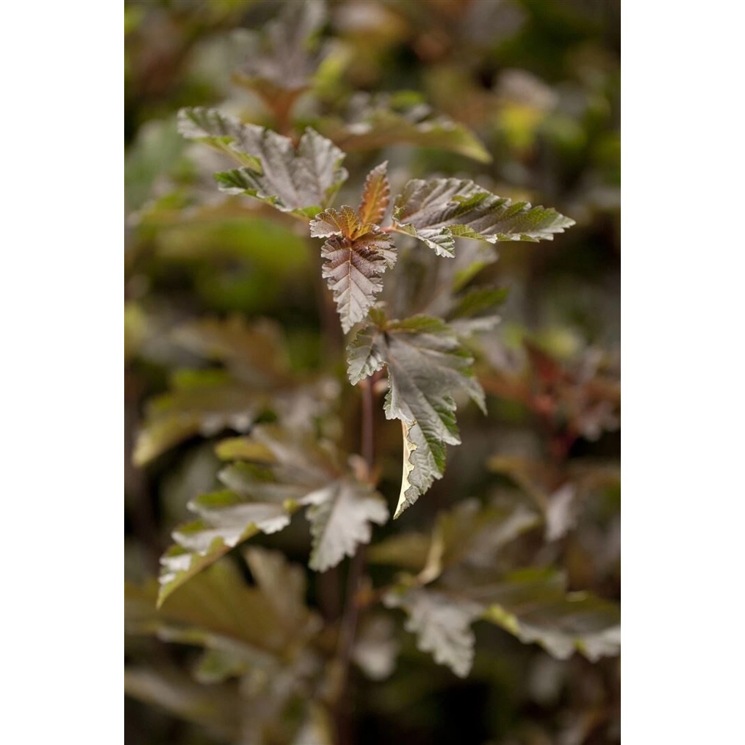 Physocarpus Opulifolius Red Baron Blasenspiere Rotlaubig 100–125 cm günstig online kaufen