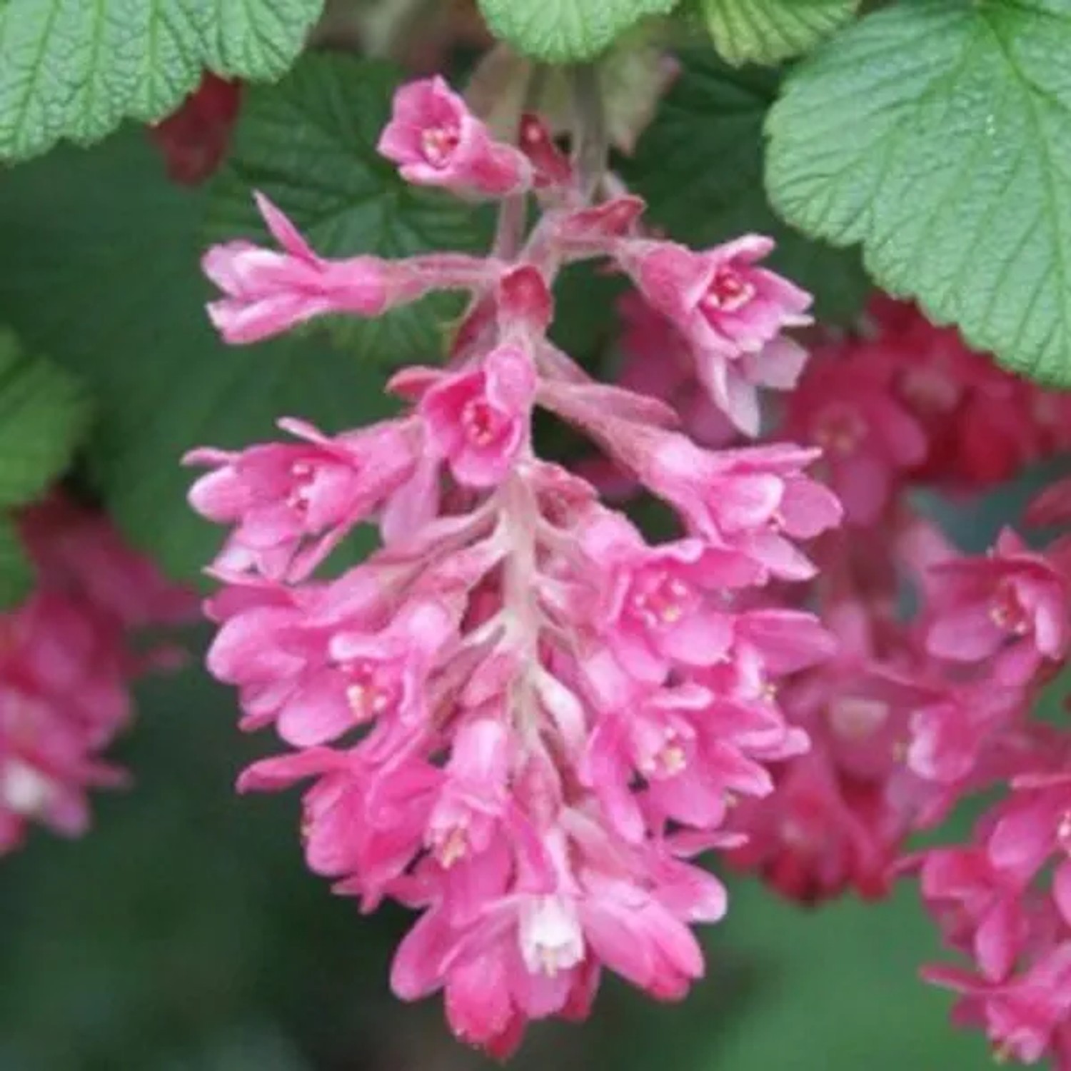 Blut-Johannisbeere 'King Edward VII' Ribes sanguineum 50 bis 60 cm im Container Rote Blüten