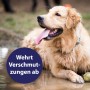 Entspannter Golden Retriever im Schlamm, Fellpflege mit Canosept hilft.