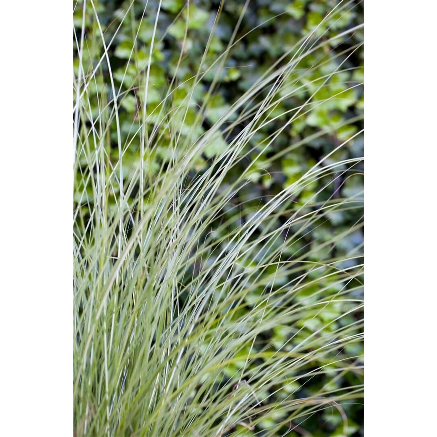 Miscanthus Sinensis Gracillimus Chinaschilf Ca. 11x11 cm Topf günstig online kaufen